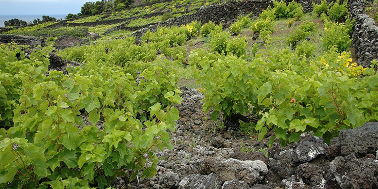 La lotta alle bioammine comincia in vigna