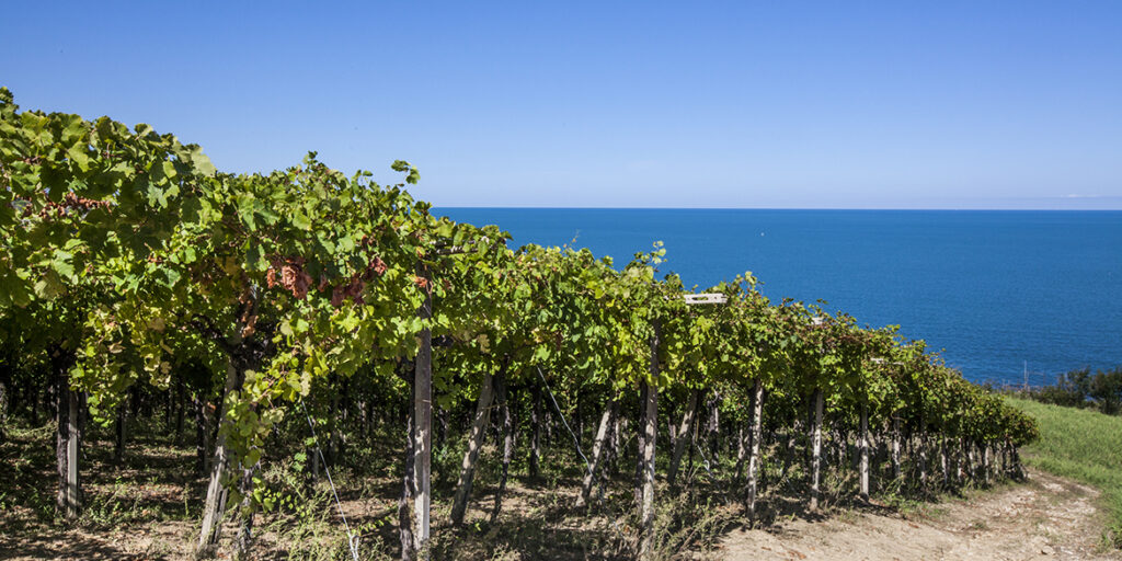 Consorzio Vini d’Abruzzo: il neopresidente Nicodemi e la nomination ai Wine Star Awards
