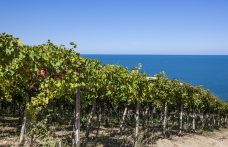 Consorzio Vini d’Abruzzo: il neopresidente Nicodemi e la nomination ai Wine Star Awards