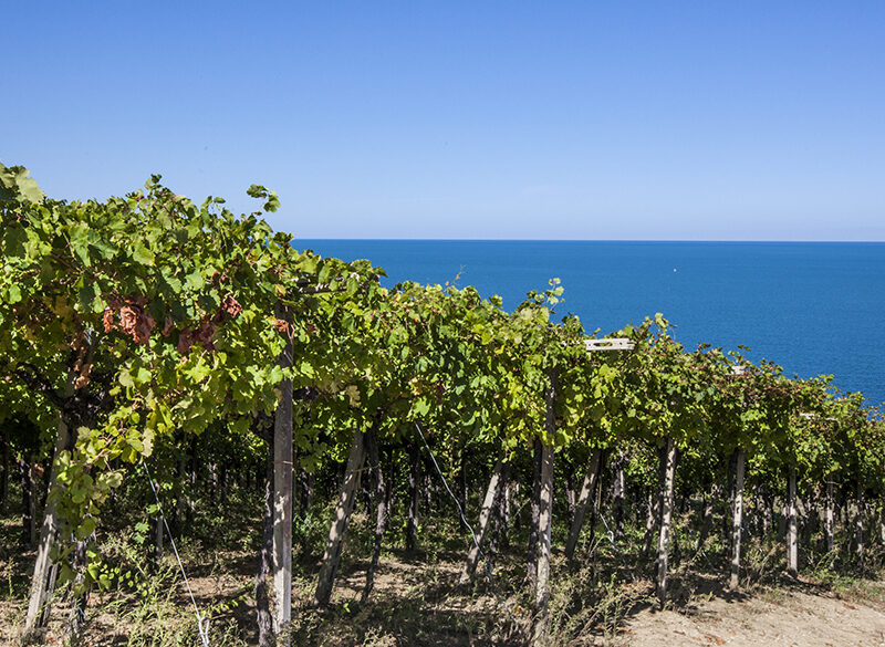 Consorzio Vini d’Abruzzo: il neopresidente Nicodemi e la nomination ai Wine Star Awards