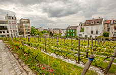 Le Vigne urbane di Parigi, Lione e Avignone