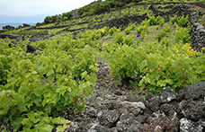 La lotta alle bioammine comincia in vigna