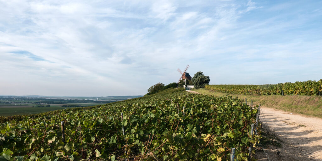 Champagne: approvate le Vignes Semi Larges