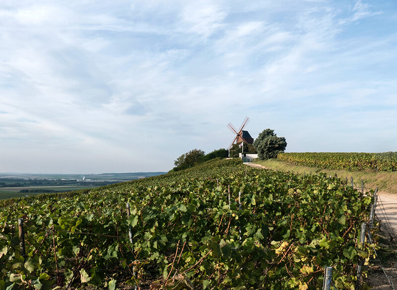 Champagne: approvate le Vignes Semi Larges