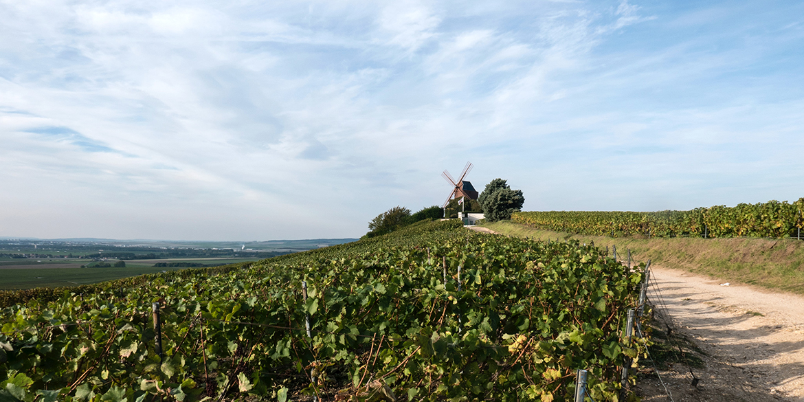 Champagne: approvate le Vignes Semi Larges