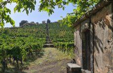Etna Days: i vini del Vulcano sono figli della diversità