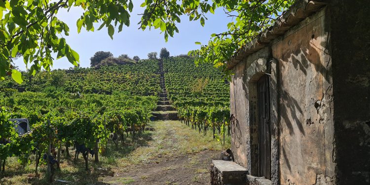 Etna Days: i vini del Vulcano sono figli della diversità