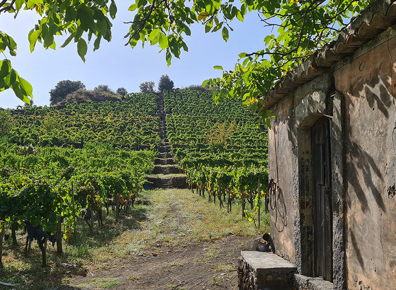 Etna Days: i vini del Vulcano sono figli della diversità