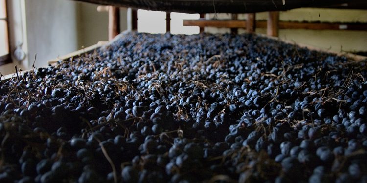 Il metodo tradizionale della messa a riposo delle uve della Valpolicella candidato a patrimonio immateriale Unesco