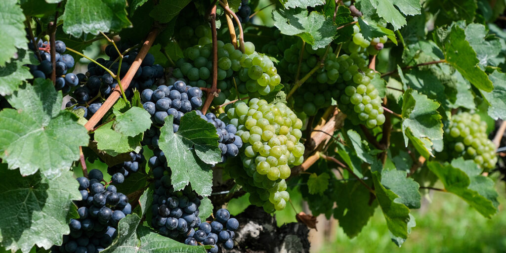 Bere vino naturale fa meglio alla salute? La questione rimane aperta