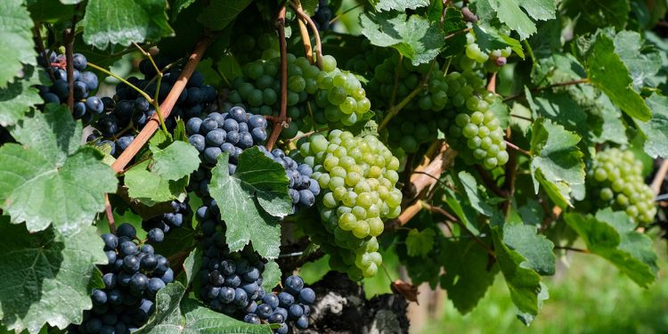 Bere vino naturale fa meglio alla salute? La questione rimane aperta