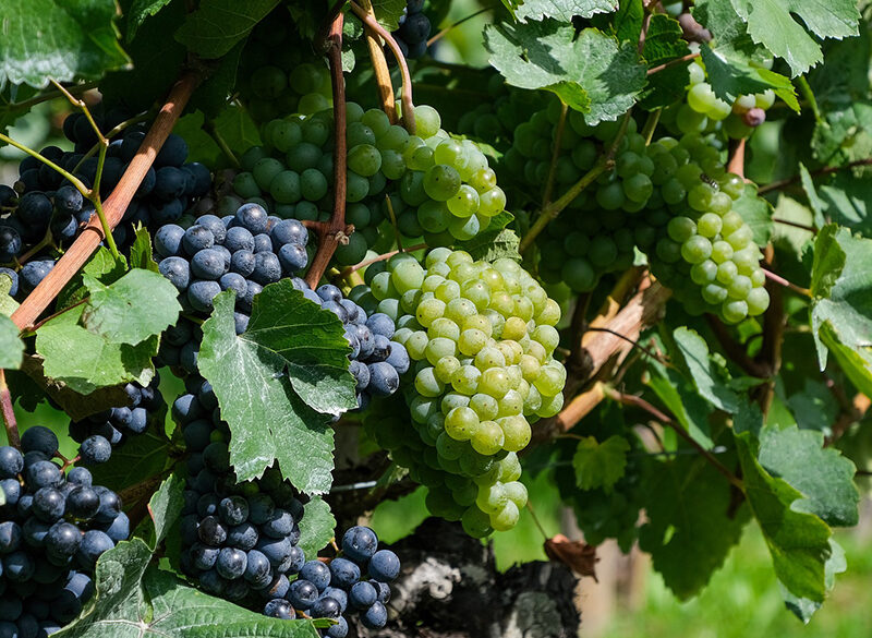 Bere vino naturale fa meglio alla salute? La questione rimane aperta
