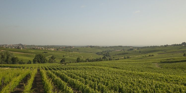 Consorzio Vini Colli Piacentini: verso il riconoscimento della Docg Piacenza