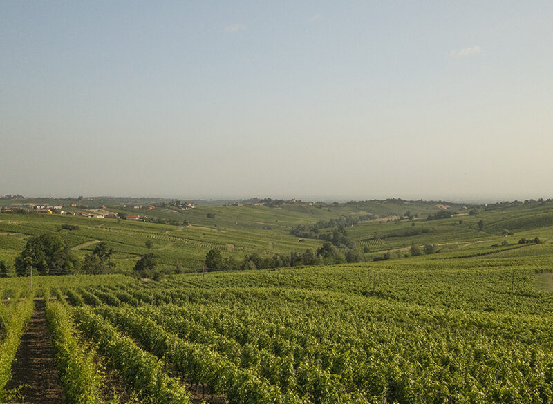 Consorzio Vini Colli Piacentini: verso il riconoscimento della Docg Piacenza