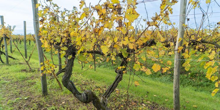 Old Vine Conference e Villa Bogdano in difesa delle vecchie vigne