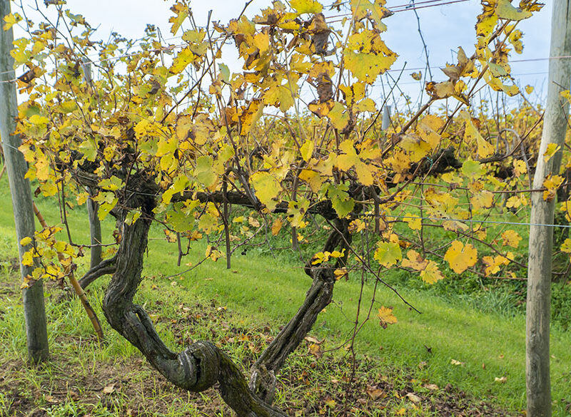 Old Vine Conference e Villa Bogdano in difesa delle vecchie vigne