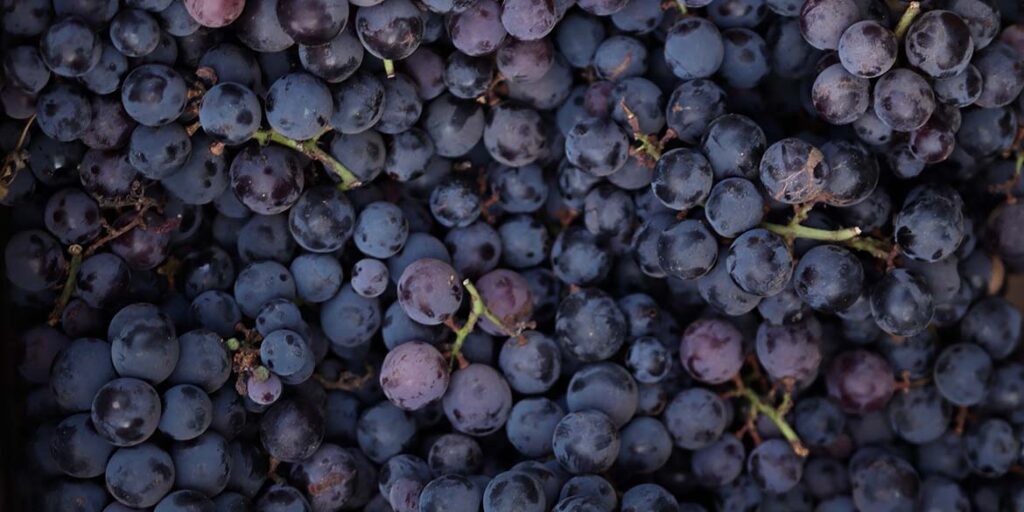 Produzione di vino nel mondo: le stime 2022 al Congresso dell’Oiv