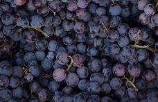 Produzione di vino nel mondo: le stime 2022 al Congresso dell’Oiv