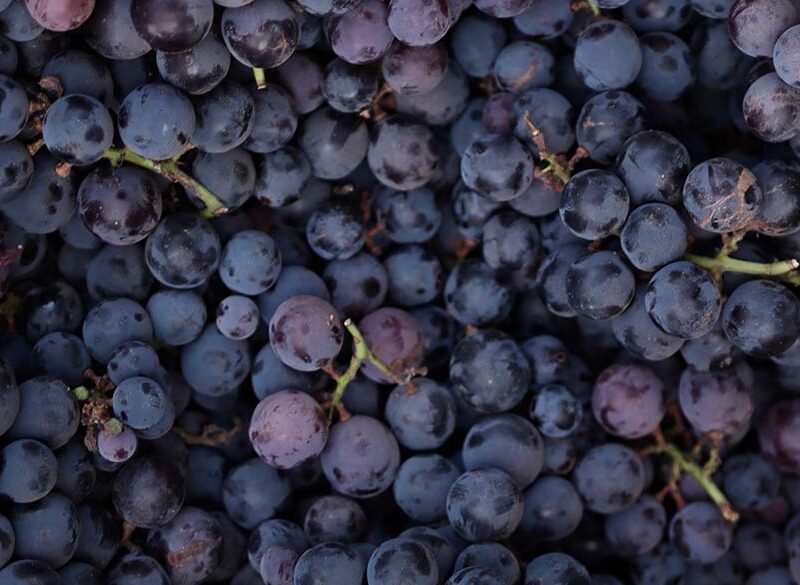 Produzione di vino nel mondo: le stime 2022 al Congresso dell’Oiv