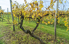 Old Vine Conference e Villa Bogdano in difesa delle vecchie vigne