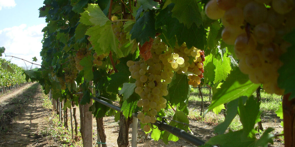 Fino a che punto è lecito tutelare il nome di un vitigno? Riflessioni a margine del “caso Vermentino” in Francia