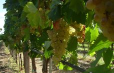 Fino a che punto è lecito tutelare il nome di un vitigno? Riflessioni a margine del “caso Vermentino” in Francia