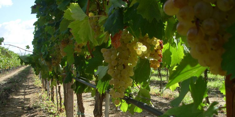 Fino a che punto è lecito tutelare il nome di un vitigno? Riflessioni a margine del “caso Vermentino” in Francia