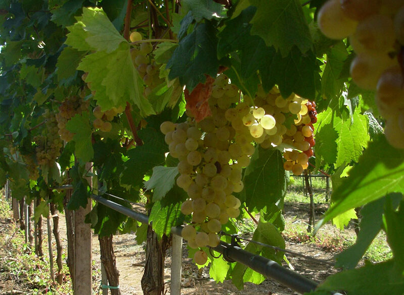Fino a che punto è lecito tutelare il nome di un vitigno? Riflessioni a margine del “caso Vermentino” in Francia