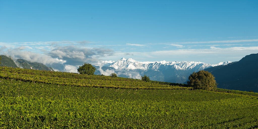 Curlan Chardonnay Riserva, il quinto Solista di Girlan