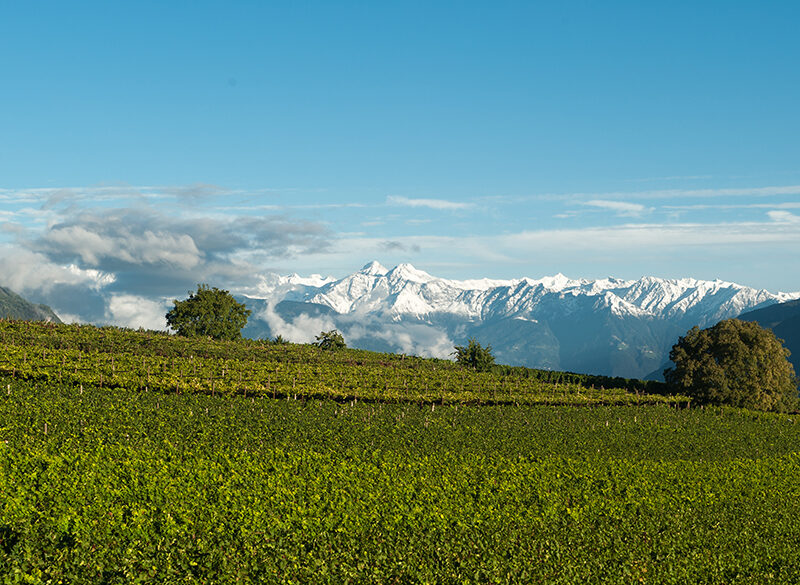 Curlan Chardonnay Riserva, il quinto Solista di Girlan
