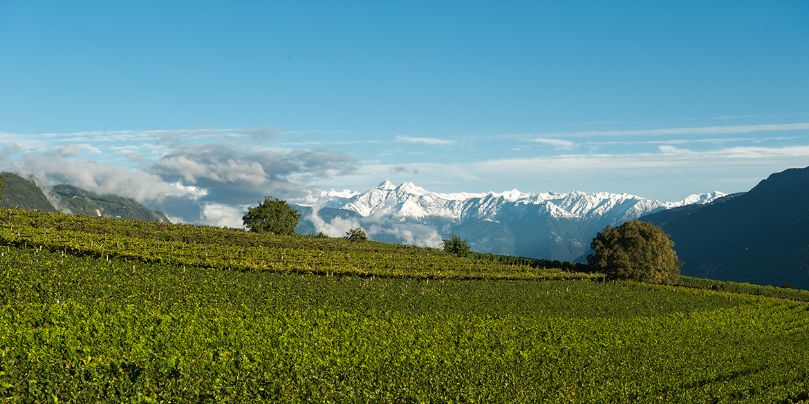 Curlan Chardonnay Riserva, il quinto Solista di Girlan