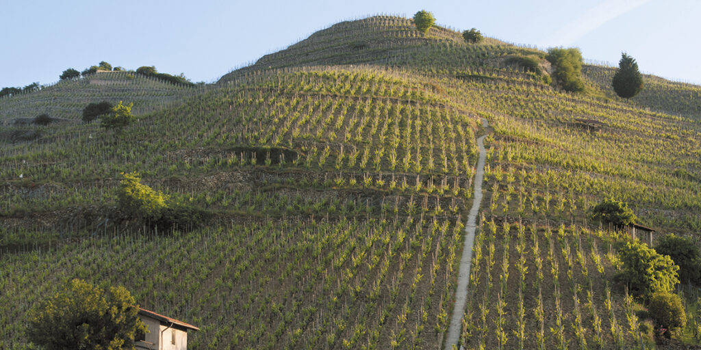 Speciale Syrah (4). Il Rodano è la sua patria