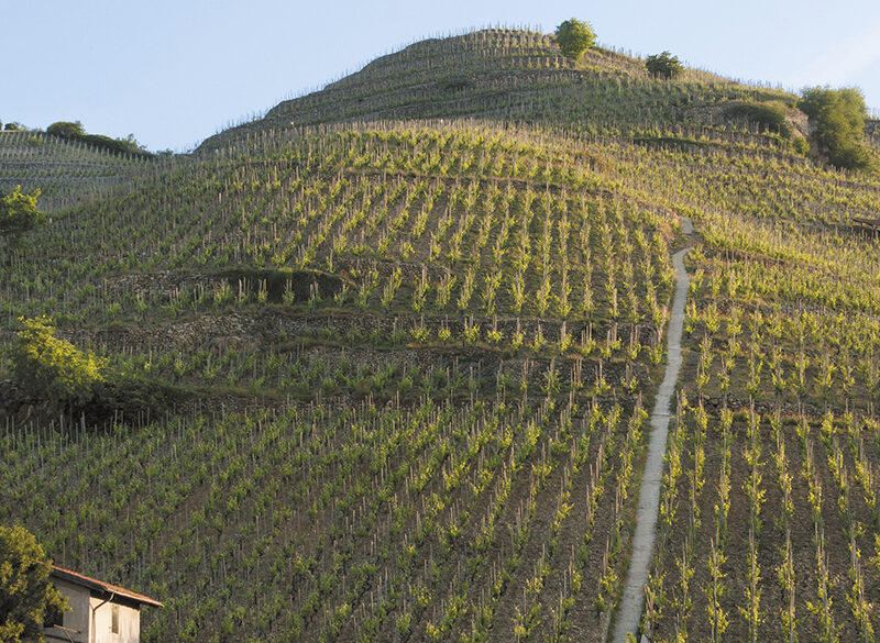 Speciale Syrah (4). Il Rodano è la sua patria