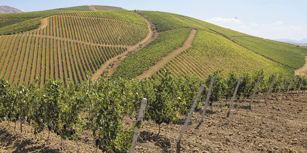 Speciale Syrah (3). In Italia ha costruito un feudo in Sicilia