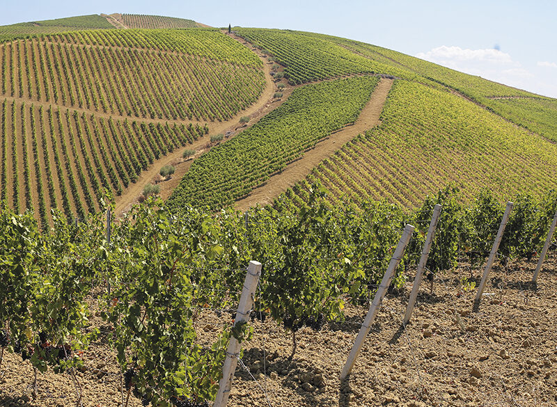 Speciale Syrah (3). In Italia ha costruito un feudo in Sicilia