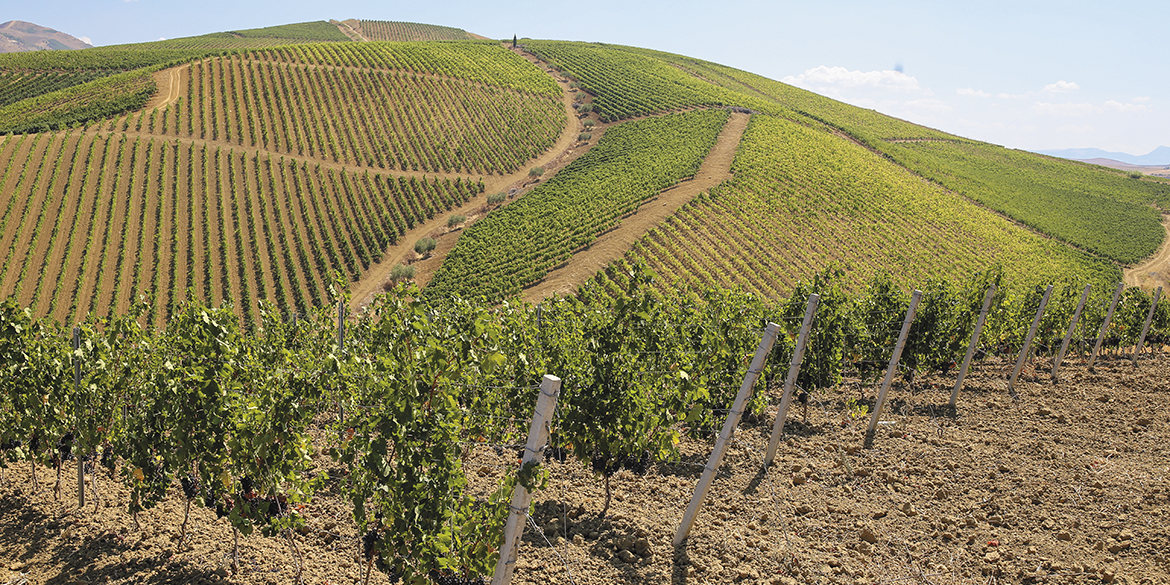 Speciale Syrah (3). In Italia ha costruito un feudo in Sicilia