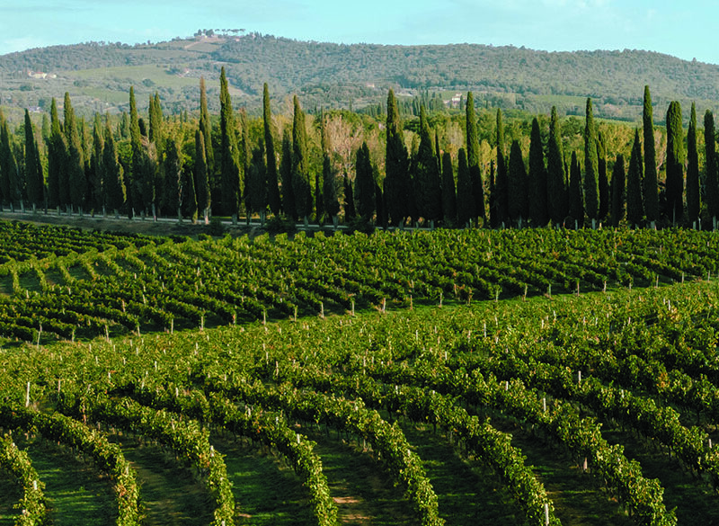 Tenuta di Arceno e la filosofia dei microcru