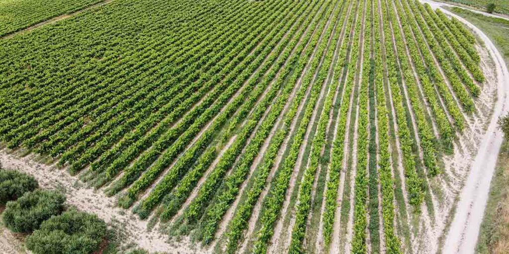 Vino spagnolo: numeri,  eventi e rivoluzioni all’orizzonte