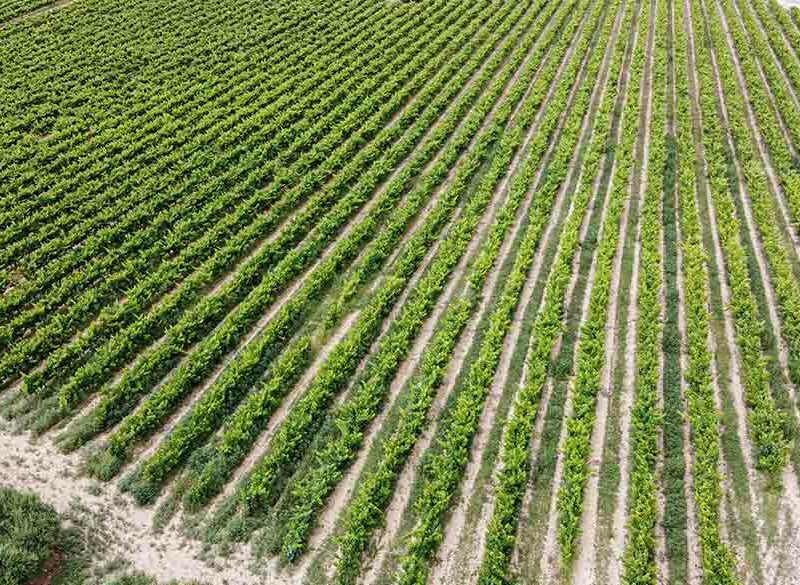 Vino spagnolo: numeri,  eventi e rivoluzioni all’orizzonte