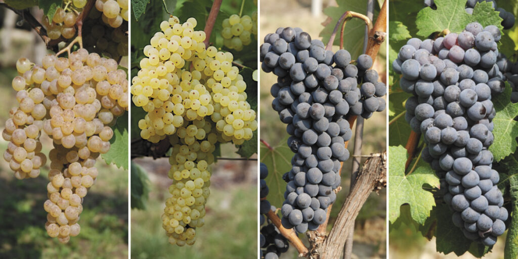 Le Langhe oltre il Nebbiolo. Si sperimentano vitigni a rischio estinzione