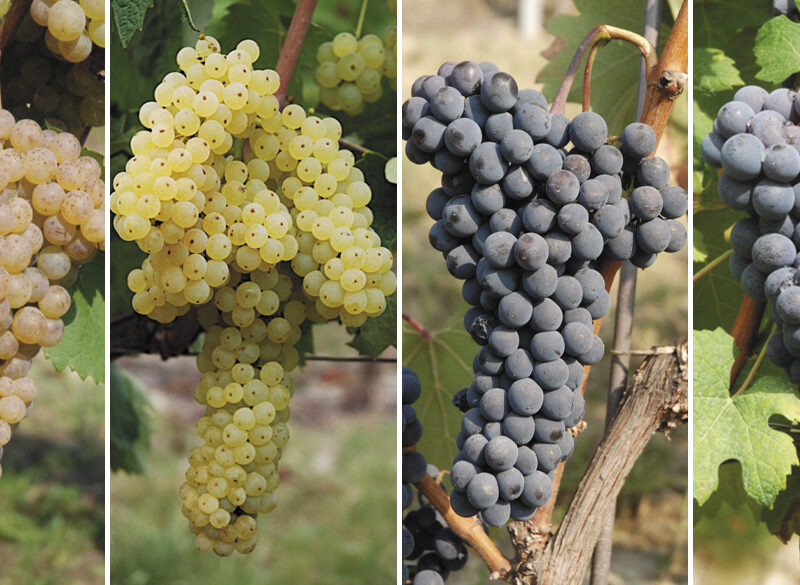 Le Langhe oltre il Nebbiolo. Si sperimentano vitigni a rischio estinzione