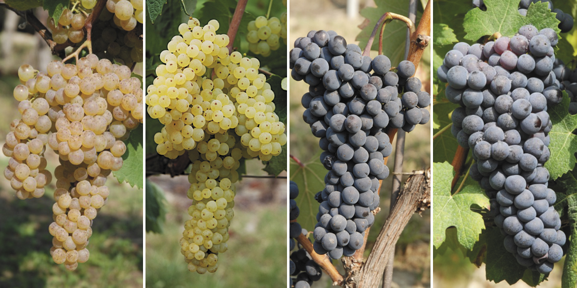 Le Langhe oltre il Nebbiolo. Si sperimentano vitigni a rischio estinzione