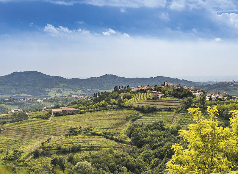 Viaggio nel Collio. Novità, progetti e confeme di un distretto in fermento