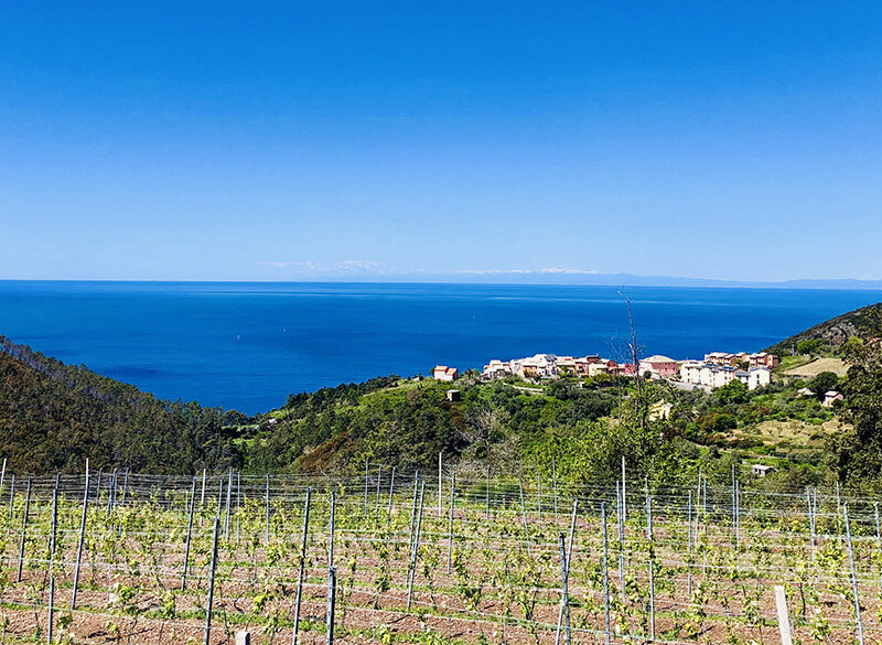 Cà du Ferrà rilancia lo storico vitigno Ruzzese. Al Vinitaly debutta il passito Diciassettemaggio