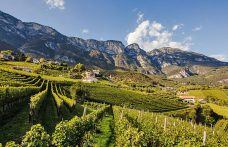 Concorso nazionale del Sauvignon blanc 2023: i migliori d’Italia