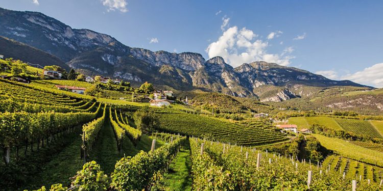 Concorso nazionale del Sauvignon blanc 2023: i migliori d’Italia