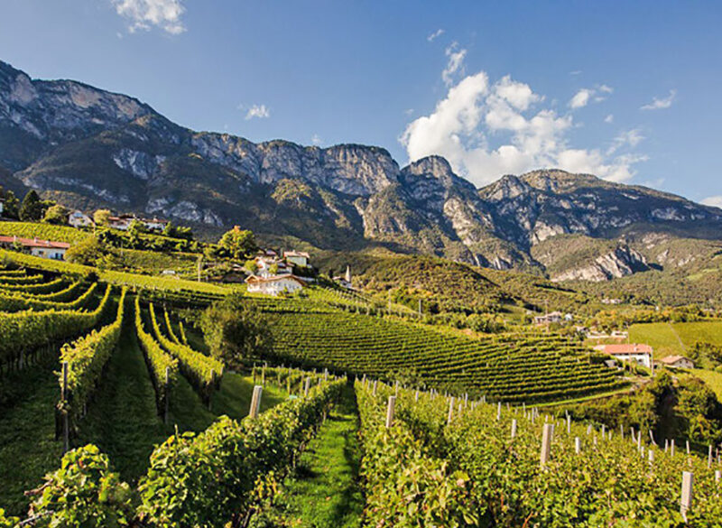 Concorso nazionale del Sauvignon blanc 2023: i migliori d’Italia