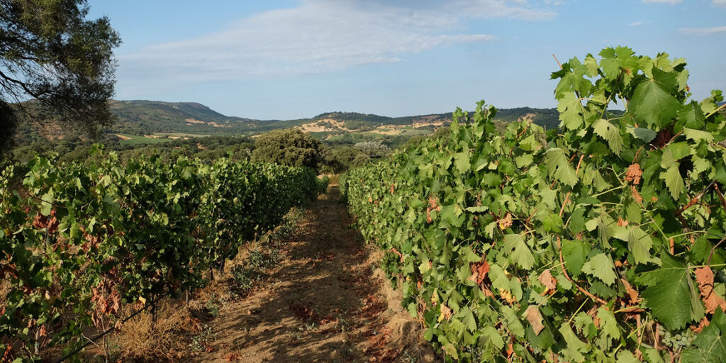 Vigne Cappato presenta Nibe, bollicina anticonvenzionale di Gallura