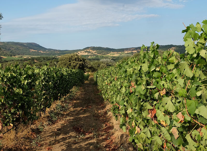 Vigne Cappato presenta Nibe, bollicina anticonvenzionale di Gallura