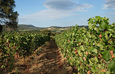 Vigne Cappato presenta Nibe, bollicina anticonvenzionale di Gallura